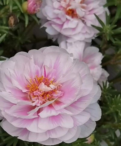 家里阳光不足怎么养花，选对植物种类，掌握养护技巧