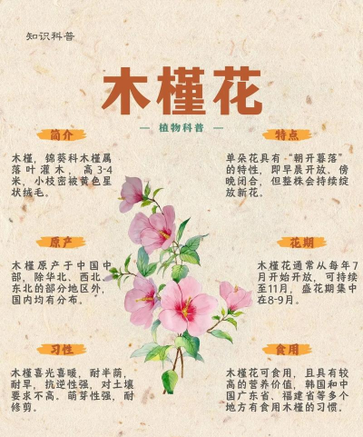 家里阳光不足怎么养花，选对植物种类，掌握养护技巧