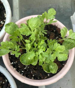 家里阳光不足怎么养花，选对植物种类，掌握养护技巧