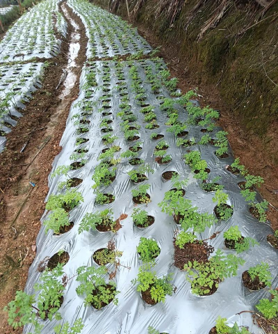 家里阳光不足怎么养花，选对植物种类，掌握养护技巧