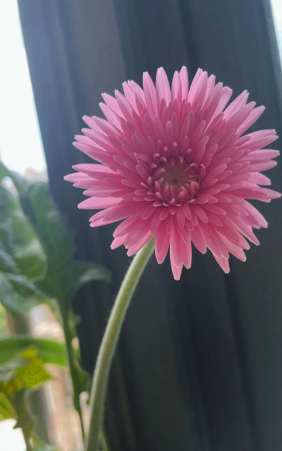 小众送妈妈的花有哪些花