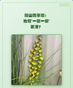 家里阳光不足怎么养花，选对植物种类，掌握养护技巧