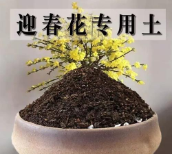 家里阳光不足怎么养花，选对植物种类，掌握养护技巧