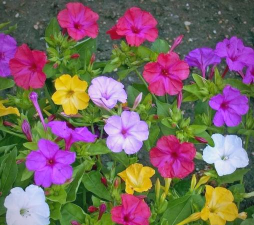 家里阳光不足怎么养花，选对植物种类，掌握养护技巧