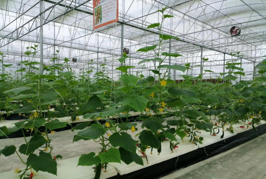 家里阳光不足怎么养花，选对植物种类，掌握养护技巧