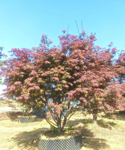 家里阳光不足怎么养花，选对植物种类，掌握养护技巧