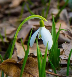 家里阳光不足怎么养花，选对植物种类，掌握养护技巧