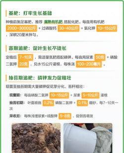 家里阳光不足怎么养花，选对植物种类，掌握养护技巧