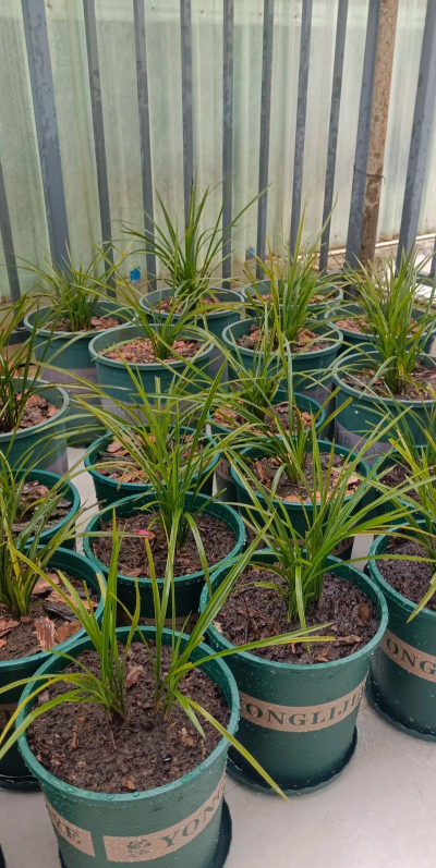 家里阳光不足怎么养花，选对植物种类，掌握养护技巧