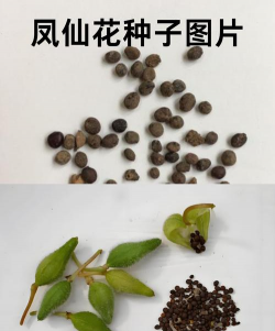 家里阳光不足怎么养花，选对植物种类，掌握养护技巧