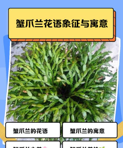 家里阳光不足怎么养花，选对植物种类，掌握养护技巧