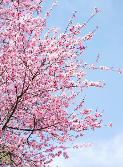 家里阳光不足怎么养花，选对植物种类，掌握养护技巧