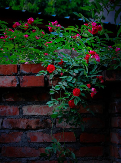 家里阳光不足怎么养花，选对植物种类，掌握养护技巧