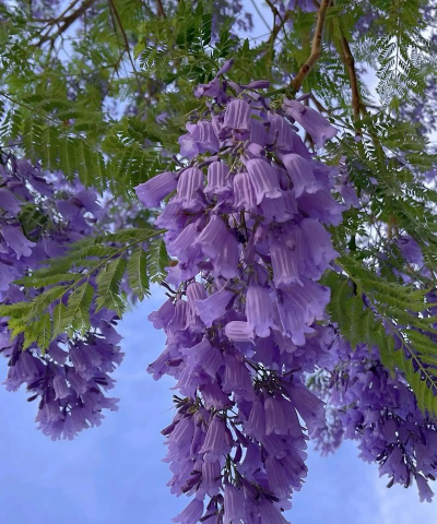 家里阳光不足怎么养花，选对植物种类，掌握养护技巧