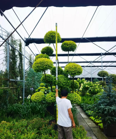 家里阳光不足怎么养花，选对植物种类，掌握养护技巧