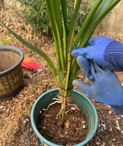 家里阳光不足怎么养花，选对植物种类，掌握养护技巧