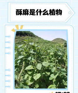 家里阳光不足怎么养花，选对植物种类，掌握养护技巧