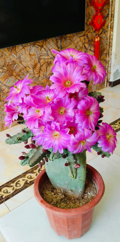 家里阳光不足怎么养花，选对植物种类，掌握养护技巧