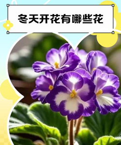 家里阳光不足怎么养花，选对植物种类，掌握养护技巧