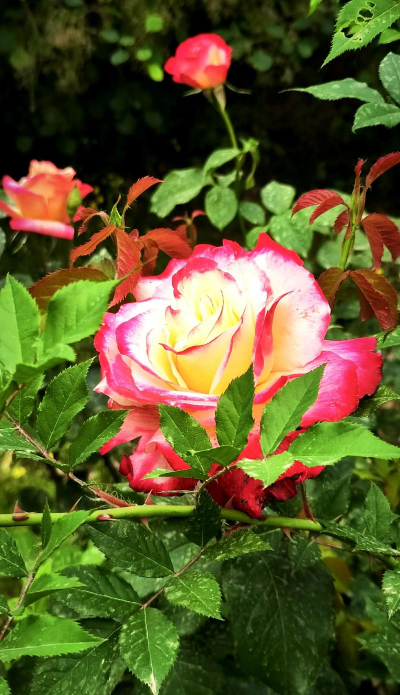 家里阳光不足怎么养花，选对植物种类，掌握养护技巧