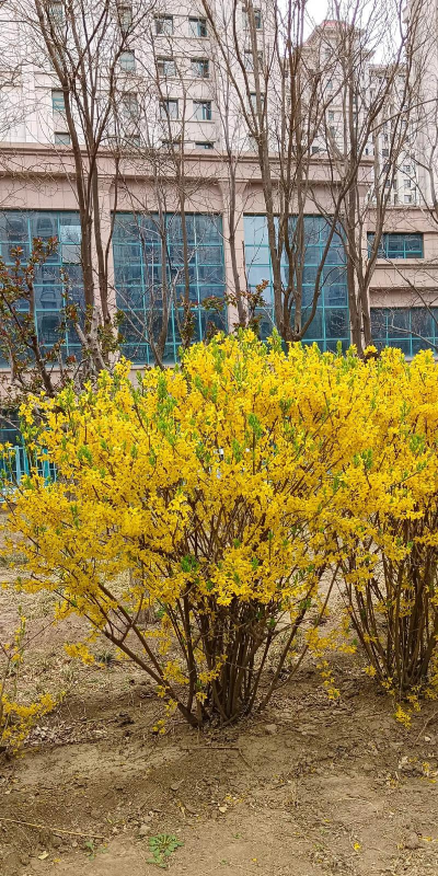 家里阳光不足怎么养花，选对植物种类，掌握养护技巧