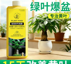 家里阳光不足怎么养花，选对植物种类，掌握养护技巧