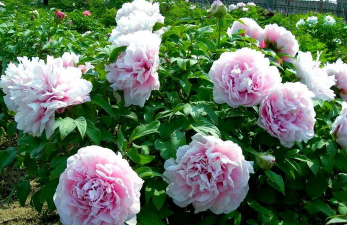 家里阳光不足怎么养花，选对植物种类，掌握养护技巧