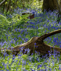 家里阳光不足怎么养花，选对植物种类，掌握养护技巧