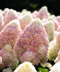 家里阳光不足怎么养花，选对植物种类，掌握养护技巧