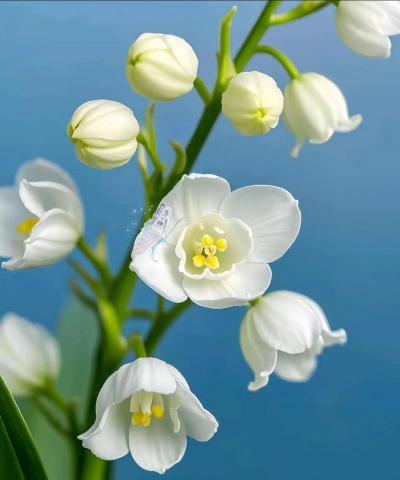 家里阳光不足怎么养花，选对植物种类，掌握养护技巧