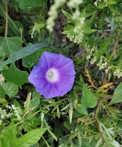 家里阳光不足怎么养花，选对植物种类，掌握养护技巧
