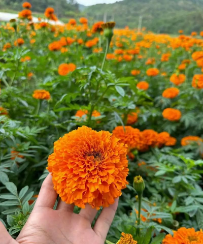 小众送妈妈的花有哪些花