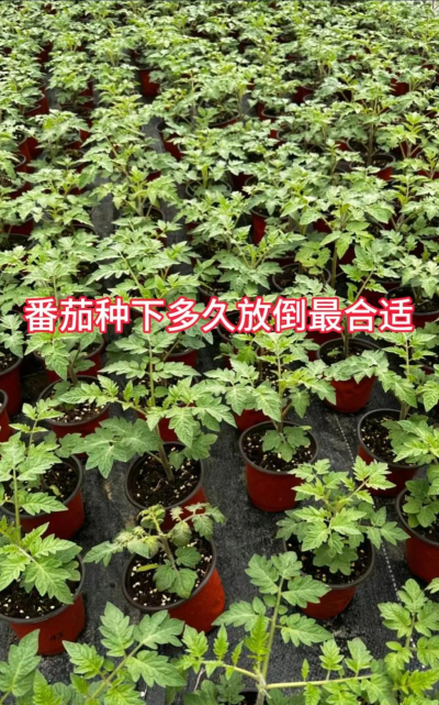 家里阳光不足怎么养花，选对植物种类，掌握养护技巧