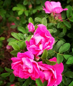 家里阳光不足怎么养花，选对植物种类，掌握养护技巧