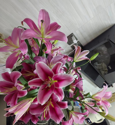 家里阳光不足怎么养花，选对植物种类，掌握养护技巧