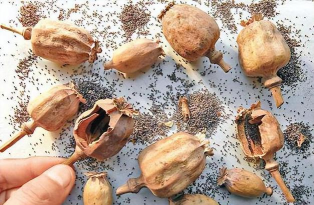 家里阳光不足怎么养花，选对植物种类，掌握养护技巧