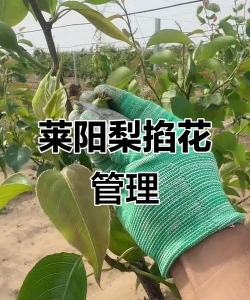 家里阳光不足怎么养花，选对植物种类，掌握养护技巧