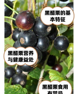 家里阳光不足怎么养花，选对植物种类，掌握养护技巧