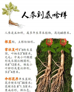 家里阳光不足怎么养花，选对植物种类，掌握养护技巧