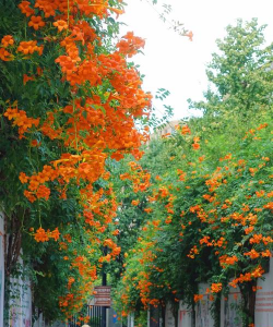 家里阳光不足怎么养花，选对植物种类，掌握养护技巧