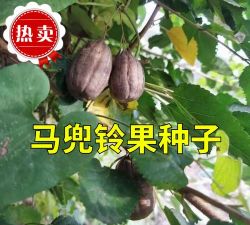 家里阳光不足怎么养花，选对植物种类，掌握养护技巧