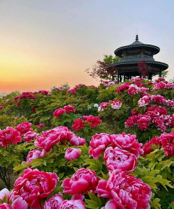 家里阳光不足怎么养花，选对植物种类，掌握养护技巧