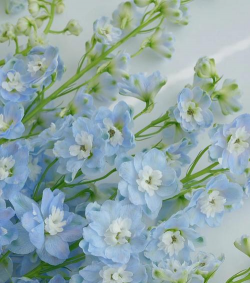 家里阳光不足怎么养花，选对植物种类，掌握养护技巧