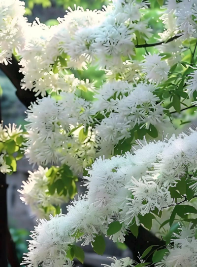 家里阳光不足怎么养花，选对植物种类，掌握养护技巧