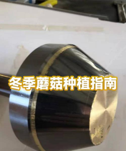 家里阳光不足怎么养花，选对植物种类，掌握养护技巧