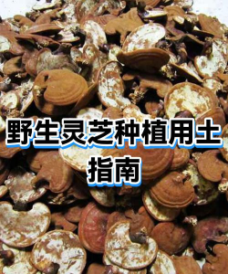 家里阳光不足怎么养花，选对植物种类，掌握养护技巧