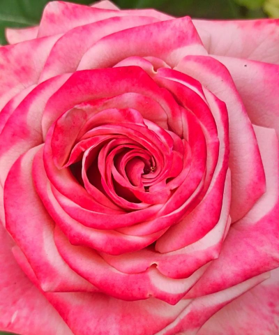 家里阳光不足怎么养花，选对植物种类，掌握养护技巧