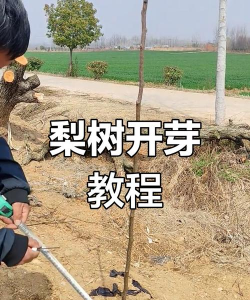 家里阳光不足怎么养花，选对植物种类，掌握养护技巧