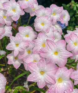 家里阳光不足怎么养花，选对植物种类，掌握养护技巧