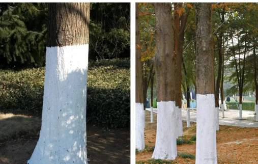 家里阳光不足怎么养花，选对植物种类，掌握养护技巧